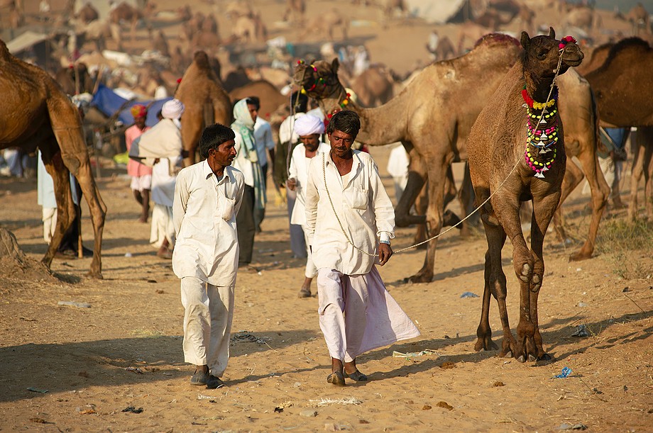 Pushkar Camel Fair - Zdjęcie 3 z 36
